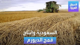 الأسواق العربية | السعودية وإنتاج قمح الديورم