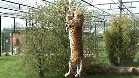Video 1028151: leopard cat, chinese leopard