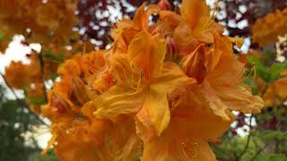 Orange Azalea Flowers