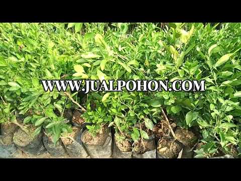 Berkebun Lebih Mudah dengan Bibit Jeruk Mandarin Berkualitas!