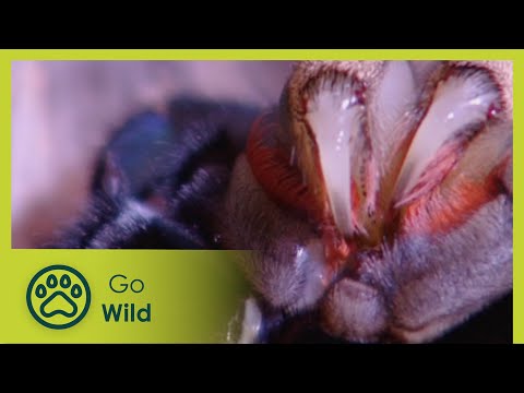 Gone Camping - Insects & Reptiles S1E14 - Go Wild