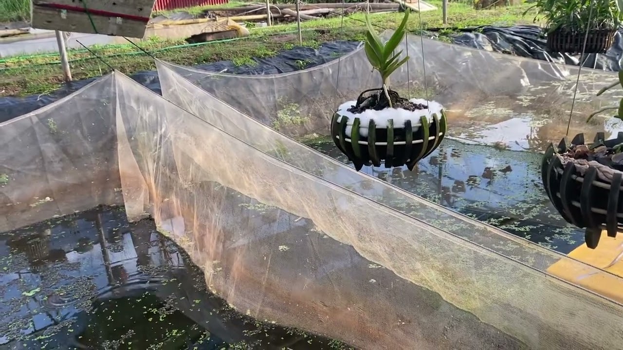 He lo các cụ ốc giống trứng giống kĩ thuật luôi ốc alo e0964886155