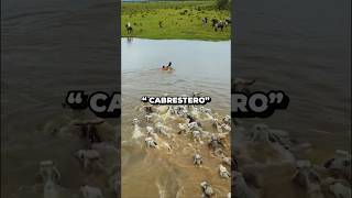 #cabrestero | Día 11/29 febrero #caballos #llano #cultura #llanosorientales #llaneros #ganaderia