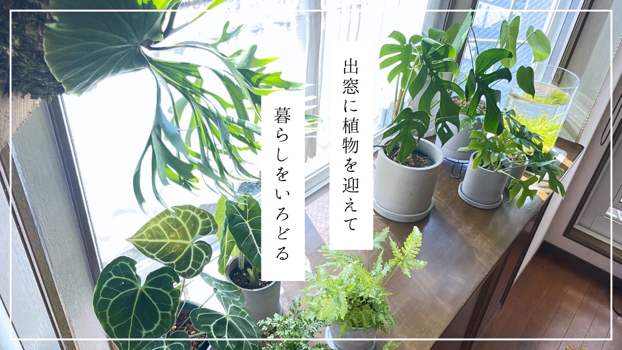 出窓に観葉植物を迎えて飾る冬の朝｜塊根植物が休眠する季節の選択｜植物のある暮らし