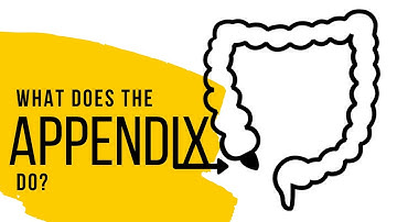 What does the appendix do? -- Explained! (E)