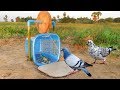 Easy Bird Trap - Simple DIY Creative Bird Trap make from water Wood and Basket That Work 100%