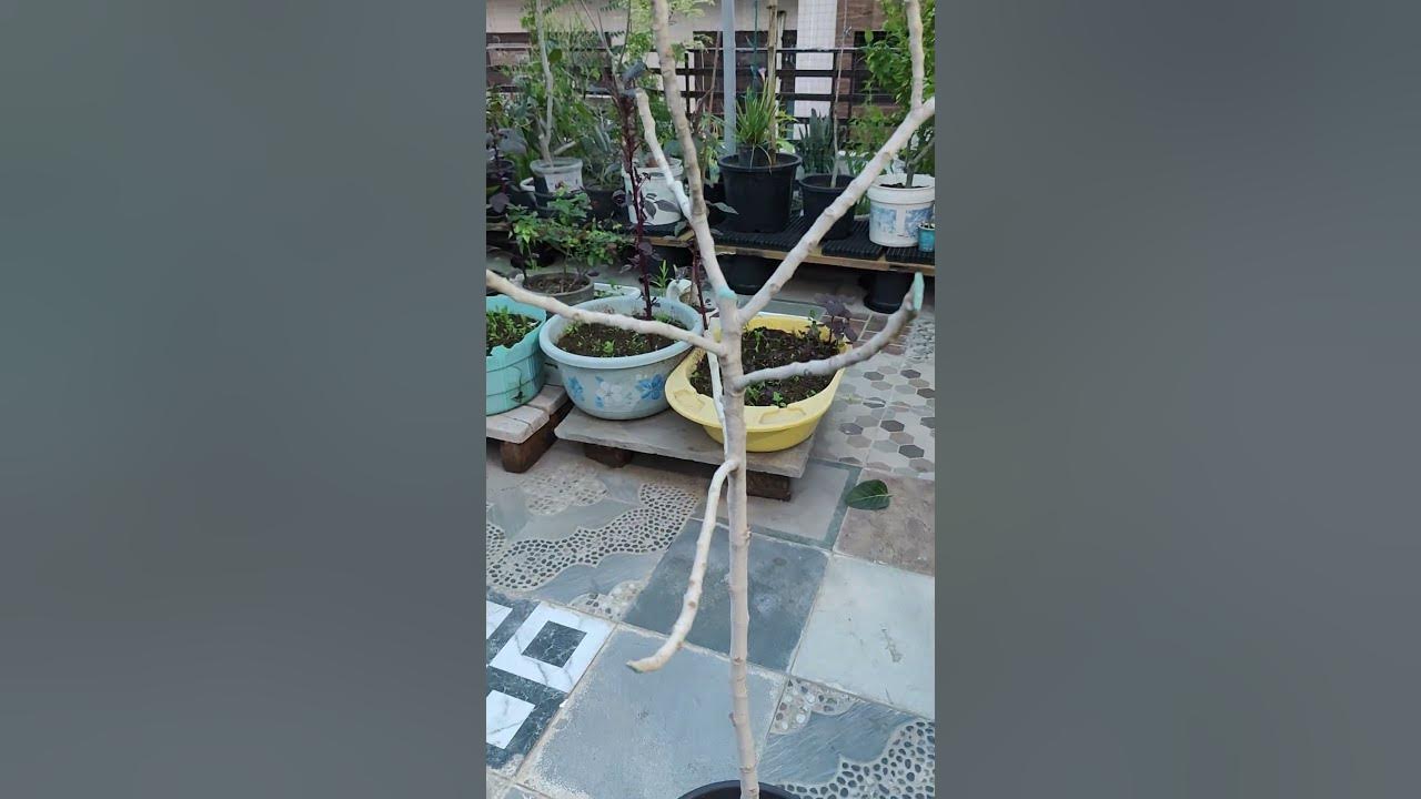 bargad-ke-ped-ki-pruning-cutting-youtube