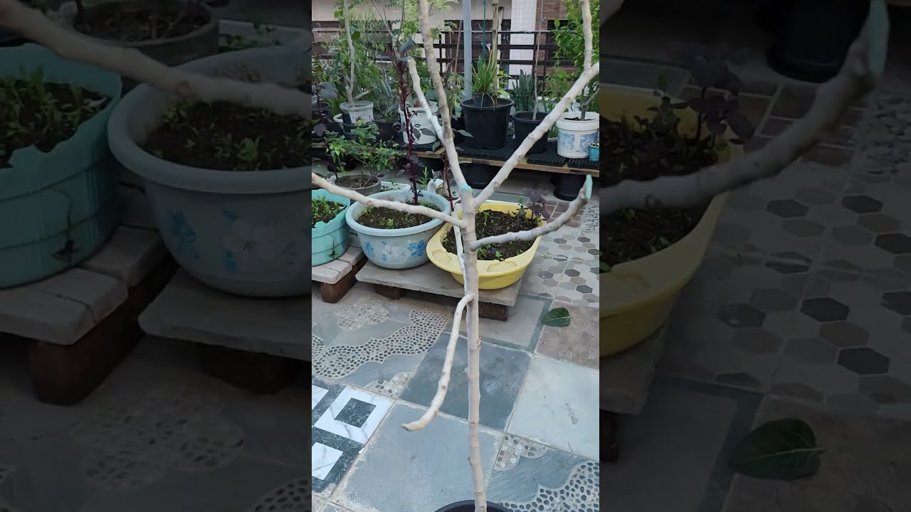Bargad Ke Ped Ki Pruning Cutting YouTube Bargad Ke Ped Ki Pruning Cutting YouTube