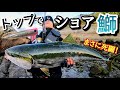 【ショア青物】春の青物チャレンジ！ルアーに襲いかかったのは想定外の巨大ブリだった！！【マリア/ポップクイーンF130】
