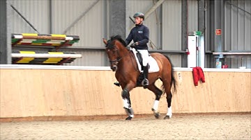 Dressage rider and trainer Matt Hicks helps you understand how to ride travers