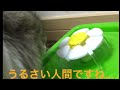 GEX Catitフラワーファウンテンミニでノルウェージャンフォレストキャットが水飲むところ