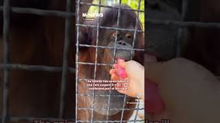 Maymun Yasak Degil Sigara Icmek