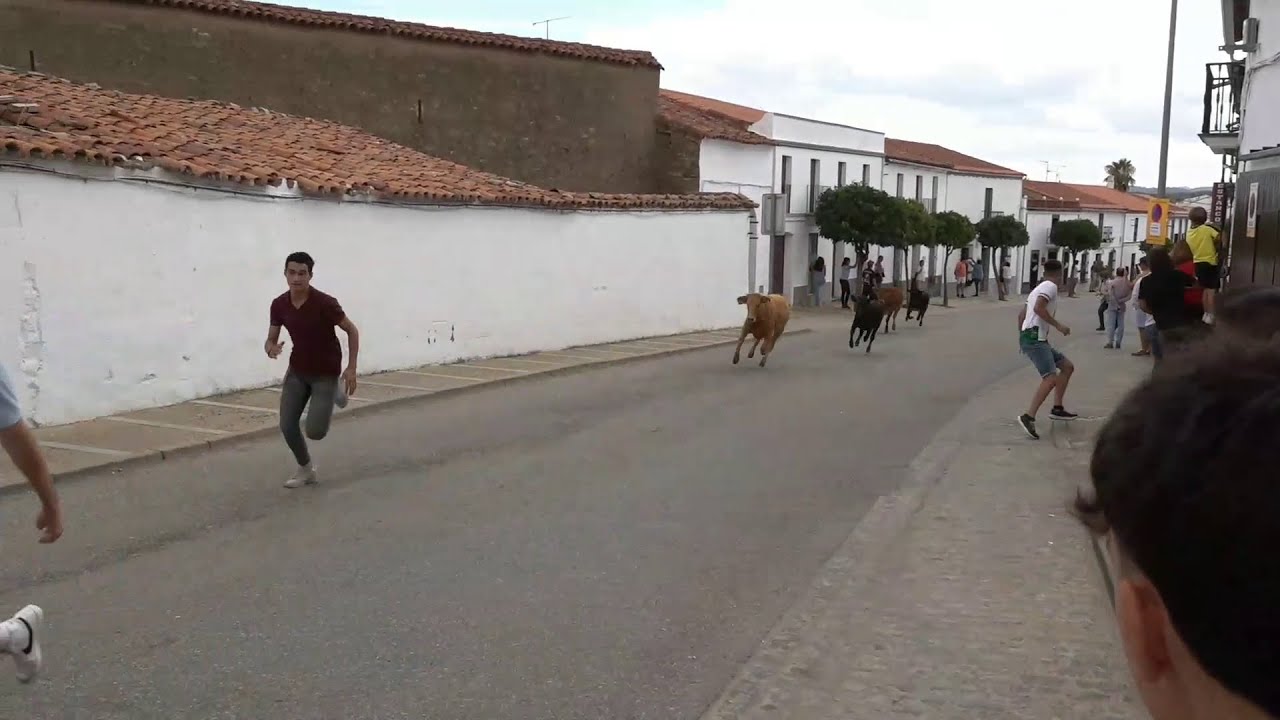 Encierro y Capea Didáctica - CAPEAS BODONAL 10 de SEPTIEMBRE 2023