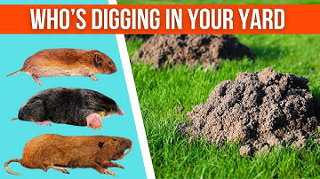 How To Tell If You Have Moles, Voles, Gophers Digging Up Your Yard