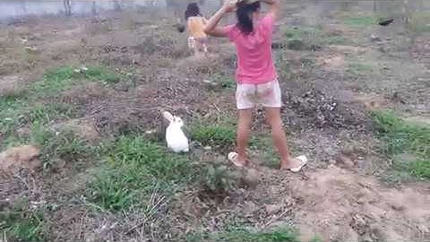 Mô hình nuôi thỏ sạch  thả vườn tự kiếm ăn, tự sinh sản sdt và Zalo 094.292.6116