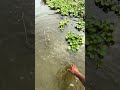 JBL Flip 2 Water Splash Test 💧  Super Bass Check