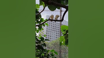 Partners forever 😁 #birds #birdwatching #BaliMyna #Leucopsar Rothschildi #aviary #aviarylovebird