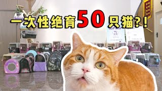 一次性绝育50只猫三花村史上最多绝育纪录花花与三猫 Cat Live