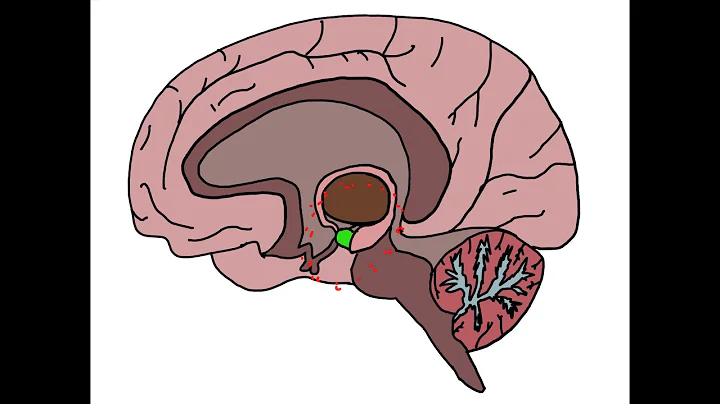 The Neurological Basis of Fear: the Amygdala (Science Ambassador Scholarship 2021)
