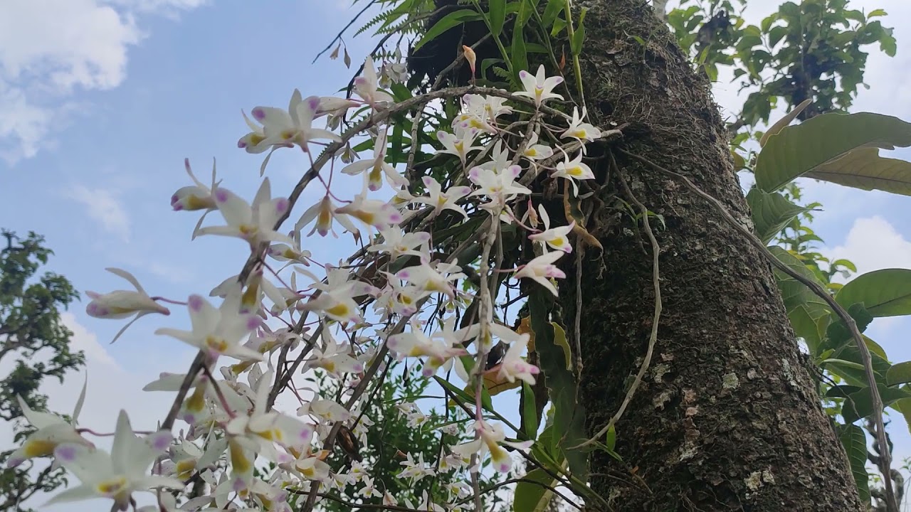  Sunakhari orchid Flower 