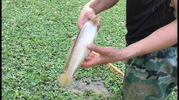 QUẦN XUỐNG RUỘNG BÈO KÍCH CÁ