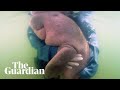 Baby dugong becomes thailands national sweetheart