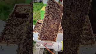 Bee short #beeshorts #animalhusbandry #beelife #beekeeping