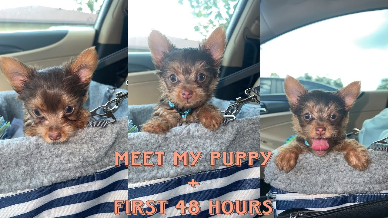 I GOT A NEW PUPPY !! FIRST 48 HOURS W/ MY YORKIE PUPPY VLOG