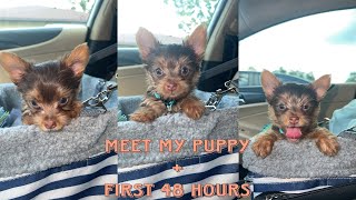 I GOT A NEW PUPPY !! FIRST 48 HOURS W\/ MY YORKIE PUPPY VLOG