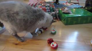 Lynx Point Siamese Precious & Teitee get Cat Treats for Christmas by Judy Hoffmeister 201 views 4 years ago 4 minutes, 5 seconds