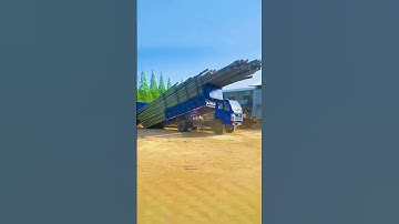 Video of a large truck pulling bamboo and unloading it at the factory.A dump truck is used transport