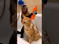 Monkey becomes cat's personal groomer #funny #animals #friendship #viral #foryou