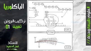 التمرين الأول تركيب بروتين وفق المنهجية الجديدة BAC2020