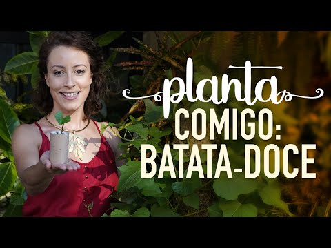 Vídeo: Variedades de Plantas de Batata: Aprenda sobre as batatas no início, no meio e no final da temporada