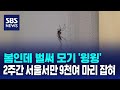 봄인데 벌써 모기 &#39;윙윙&#39;…2주간 서울서만 9천여 마리 잡혀 / SBS