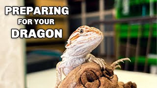 New Bearded Dragon Checklist Feeding, Housing, Lighting - For Beginners