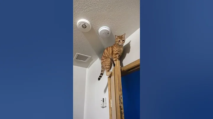 Watch the video about Chaotic Kitten😹💥 #animals #cat #cute #funny #pets #cutecat #cats#dogs