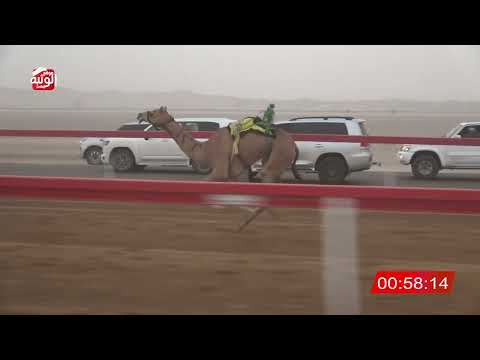 الشوط 7 الشاهينيه ل راشد خليل راشد مفتاح 2 1 شارة الصندوق 2025 08 15 فطامين الروضة