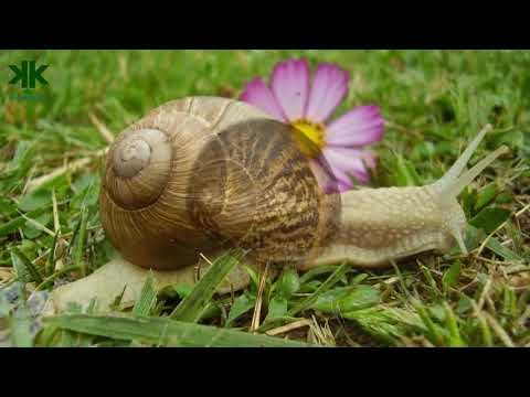 Salyangozlar hakkında bilinmeyen ilginç bilgiler