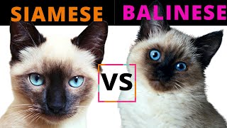 Siamese Cat VS Balinese Cat / Breed Comparison / Which One Should You Choose?