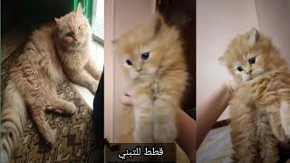 قطط للتبني (ميشو) و(مشمشه) بعيالهم