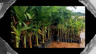 Sri Krishna Nursery All Kinds Of Plants Are Available 