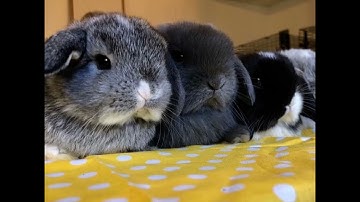 OG Cee Kay - Blasphemy (feat. SosMula) [Snippet]