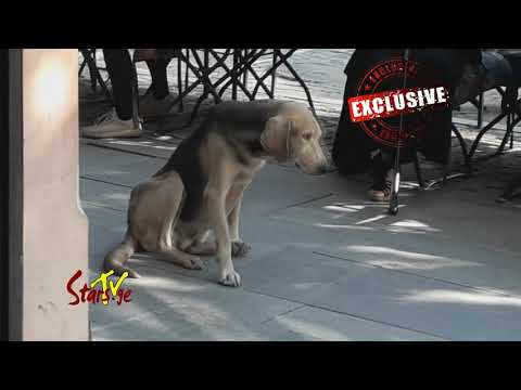 ქუთაისში ქუჩის ძაღლებმა ტურისტი დაკბინეს, ძაღლებს კი მფარველი მარტოხელა ქალბატონი გამოუჩნდა