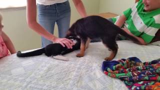 Raina and Vinnie meet for the first time