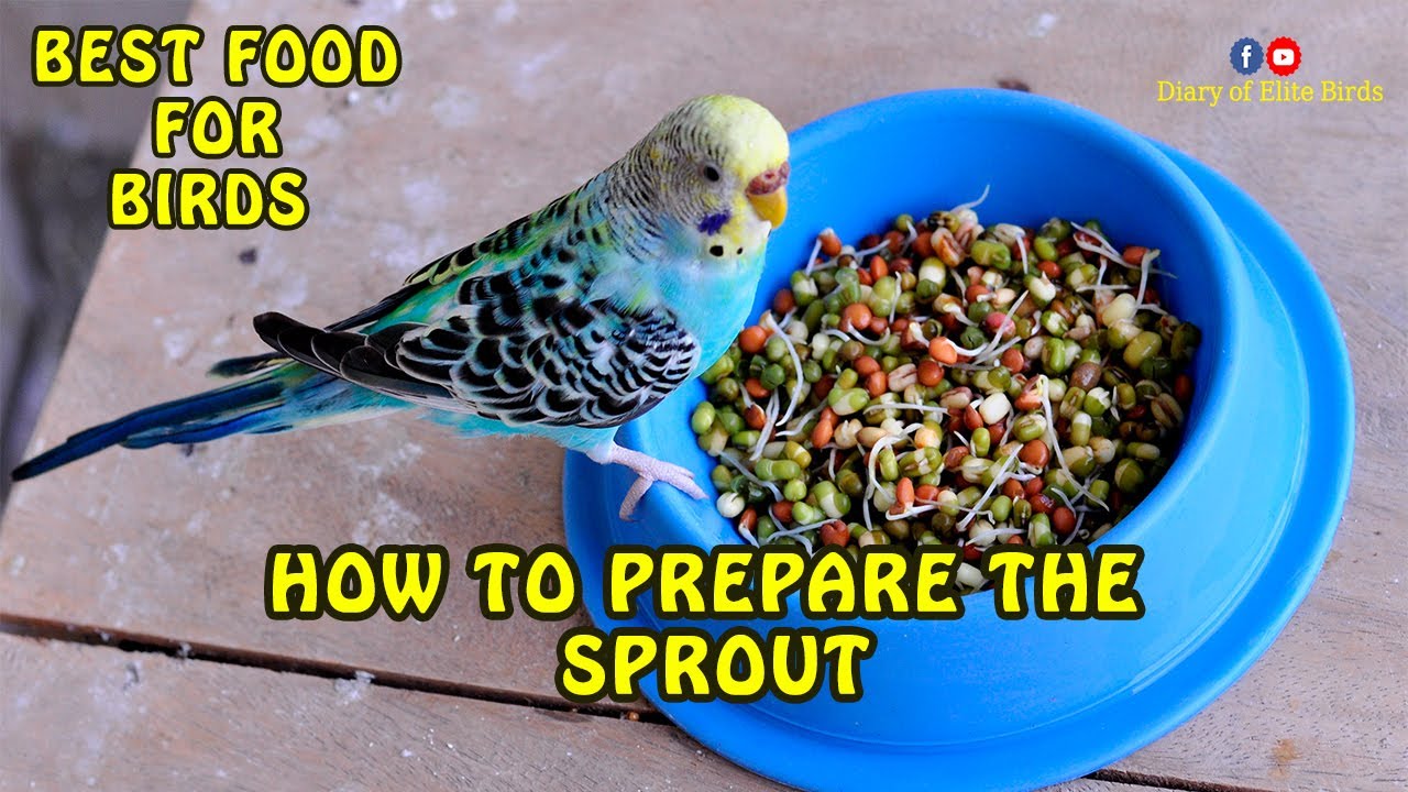 How to sprout for Budgie Birds QUICK & EASY Sprouts for Parrots