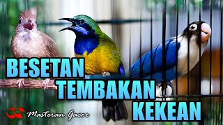 KAPAS TEMBAK-CUCAK CUNGKOK-LOVEBIRD ! MASTERAN FULL TEMBAKAN GACOR AUDIO JERNIH COCOK BUAT MURAI