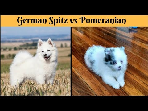 German Spitz Vs Pomeranian Which Breed Is Best Breed Comparison Youtube German Spitz Vs Pomeranian Which Breed Is Best Breed Comparison Youtube