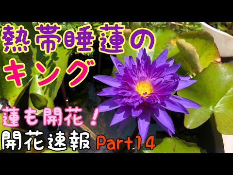 Tropical Water Lily Garden! The king of tropical water lilies is Tropical Water Lily Garden! The king of tropical water lilies is