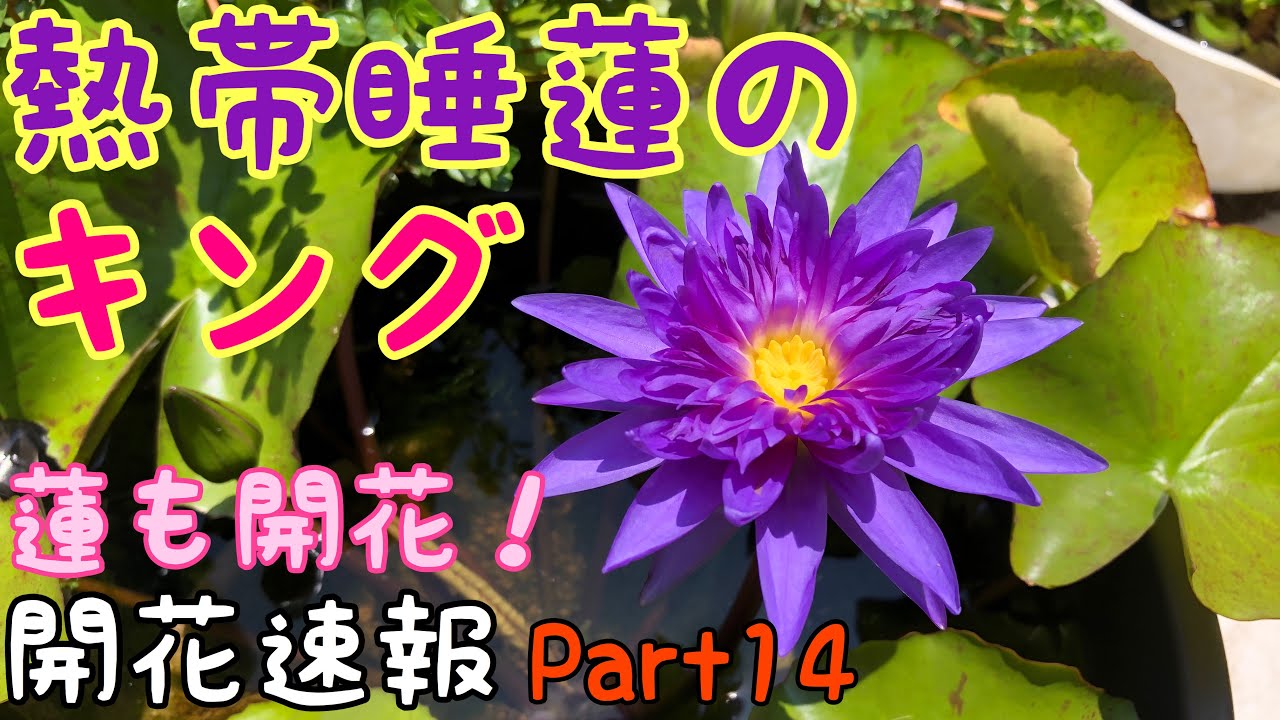 Tropical Water Lily Garden! The king of tropical water lilies is